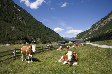 Austria, Krimmler Achental, Cattle herd on mountain pasture - WW00815
