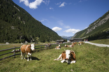 Österreich, Krimmler Achental, Rinderherde auf der Alm - WW00815