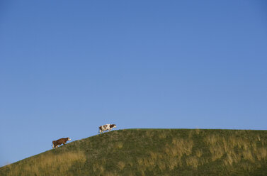 Austria, Salzkammergut, Mondsee, Cattle on pasture against blue sky - WW00803