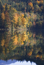 Österreich, Salzkammergut, Nussensee, Waldgebiet - WW00802