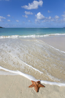 Grenada, Carriacou, Paradiesstrand in L'Esterre, Seestern am Strand - PSF00015