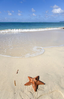 Grenada, Carriacou, Paradiesstrand in L'Esterre, Seestern am Strand - PSF00014