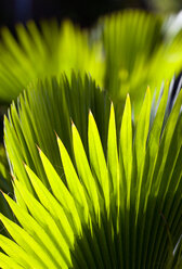 Grenada, Palm leaves, close-up - PSF00009