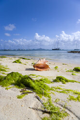 St. Vincent, Grenadinen, Karibik, Clifton, Muschel und Seegras am Strand - PSF00008