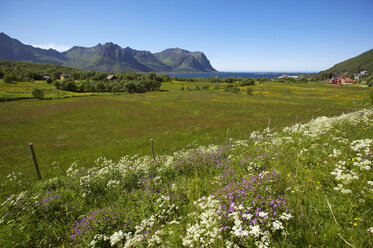 Norwegen, Lofoten, Austvagoya, blühende Wiese - MR01213