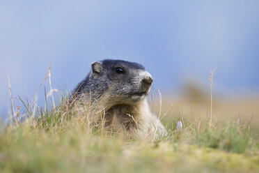 Österreich, Alpenmurmeltier (Marmota marmota), Porträt - FOF01457