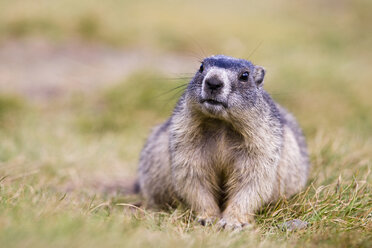 Österreich, Alpenmurmeltier (Marmota marmota), Porträt - FOF01456