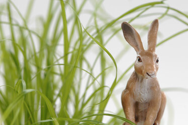 Osterhase im Gras, Nahaufnahme - ASF03867