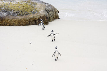 Afrika, Kapstadt, Boulder Beach, Eselspinguine (Speniscus demersus) am Strand - RRF00170