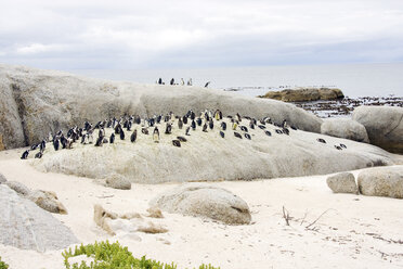 Afrika, Kapstadt, Boulder Beach, Brillenpinguine (Speniscus demersus) entlang der Küstenlinie - RRF00169