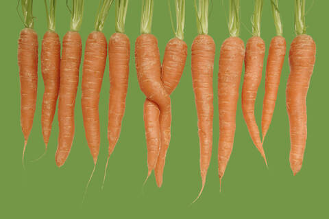 Carrots in a row stock photo