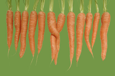 Carrots in a row - 00497LR-U