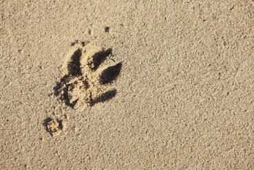 Hundefußabdruck im Sand, Ansicht von oben - KSWF00372