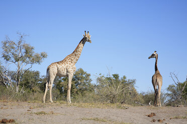 Afrika, Botswana, Okavango-Delta, Zwei Giraffen - PK00334