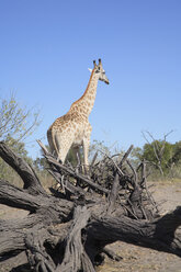 Africa, Botswana, Okavango Delta, Giraffe, rear view - PK00333