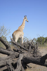 Afrika, Botswana, Okavango-Delta, Giraffe, Rückansicht - PK00333