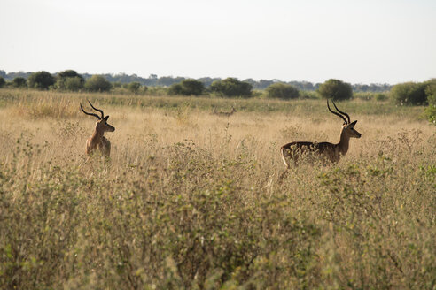 Africa, Botswana, Okavango Delta, Red lechwe in grass - PK00331