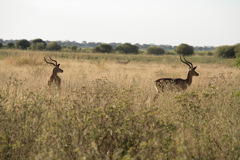 Afrika, Botsuana, Okavango-Delta, Rotes Lechwe im Gras - PK00331