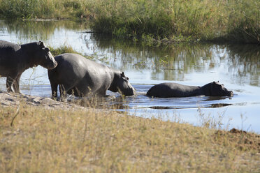 Afrika, Botswana, Okavango-Delta, Flusspferd (Hippopotamus amphibius) bei der Flussüberquerung - PK00330