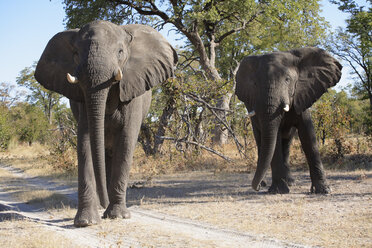 Afrika, Botsuana, Okavango-Delta, Zwei afrikanische Elefanten (Loxodonta africana) - PK00329