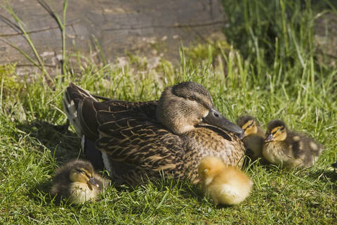 Stockente mit Entenküken (Anas platyrhynchos), lizenzfreies Stockfoto