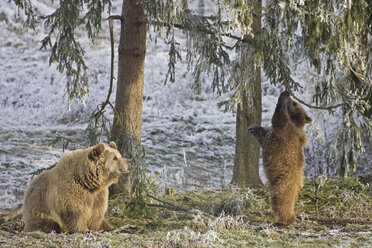 Europäische Braunbären (Ursus arctos) - FOF01495