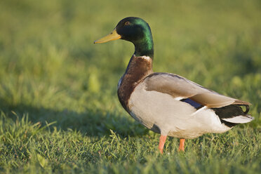 Stockente (Anas platyrhynchos) auf einer Wiese stehend, Seitenansicht - FOF01494