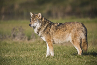 Europäischer Wolf (Canis lupus), Seitenansicht - FOF01493