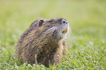 Nutria (Myocastor coypus) auf Wiese, Nahaufnahme - FOF01492