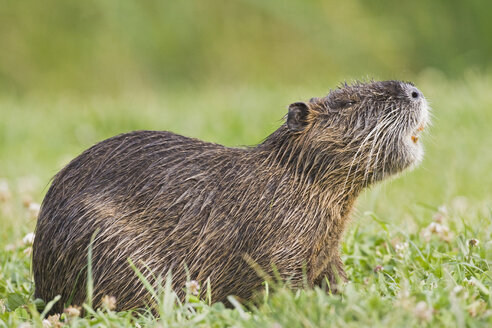 Nutria (Myocastor coypus) auf Wiese, Nahaufnahme - FOF01491