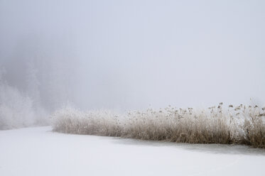 Deutschland, Baden Württemberg, Frost auf Schilf (Phragmites australis) am Bodensee - SMF00445