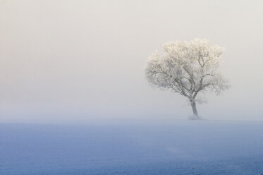 Germany, Baden Württemberg, Markdorf, Lone tree in misty landscape - SMF00443