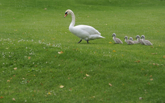 Höckerschwan (Cygnus olor) mit Küken auf einer Wiese - SMF00436