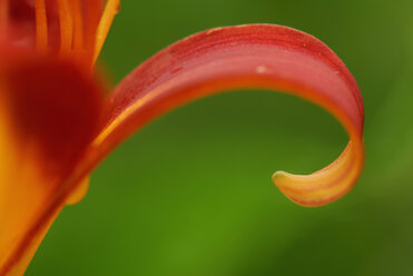 Lily (Lilium), close-up - SMF00432