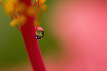 Dewdrops on Hibiscus flower, close-up - SMF00431