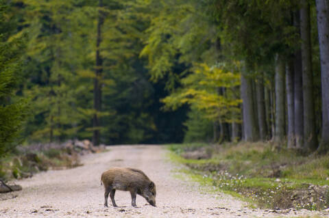 Wild hog on track in forest stock photo