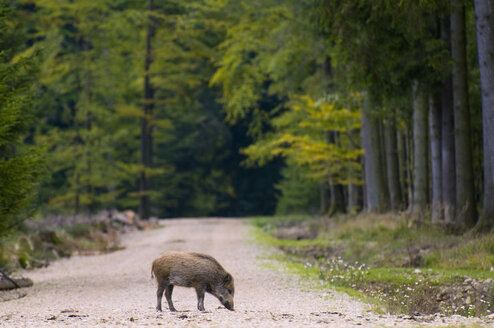 Wildschwein auf Spur im Wald - SM00428