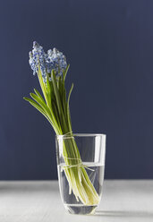 Traubenhyazinthen in Blumenvase, Nahaufnahme - KSW00433