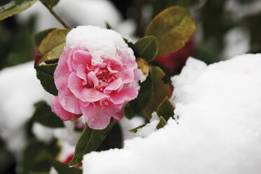 Kamelie (Camellia japonica) im Winter, Nahaufnahme - 11116CS-U