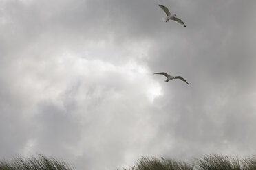 Deutschland, Schleswig Holstein, Amrum, Möwen über Strand - RBF00016