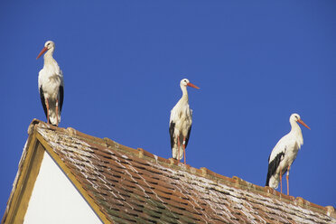 France, Elsace, Three storks on rooftop - WDF00466