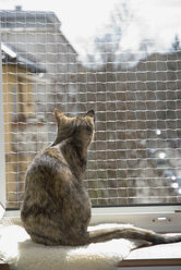 Hauskatze auf Fensterbank, Sicherheitsnetz, Rückansicht - NHF01101