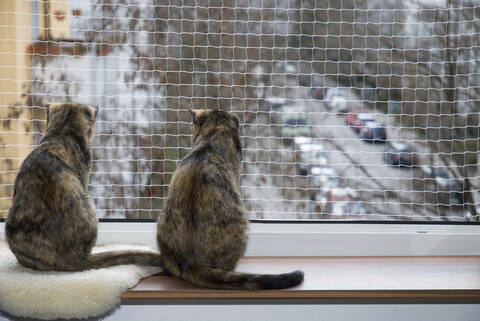 Hauskatzen auf der Fensterbank, Sicherheitsnetz, Rückansicht, lizenzfreies Stockfoto