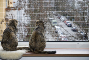 Hauskatzen auf der Fensterbank, Sicherheitsnetz, Rückansicht - NHF01100