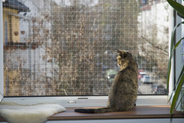 Hauskatze auf Fensterbank, Sicherheitsnetz, Rückansicht - NHF01099