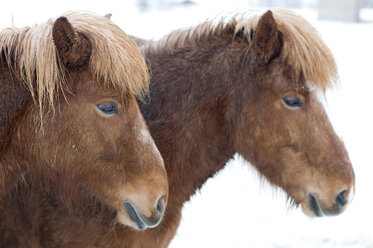 Schweden, Örnsköldsvik, Zwei Shetlandponys (Equus f. caballus) Porträt, Nahaufnahme - SHF00362