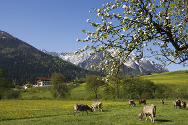 Österreich, Tirol, Kaisergebirge, Rinderherde auf der Alm - GWF00982