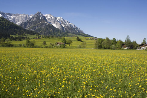 Österreich, Tirol, Kaisergebirge, Löwenzahnwiese im Frühling - GWF00978