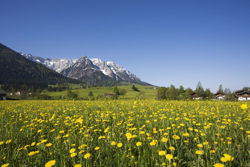 Österreich, Tirol, Kaisergebirge, Löwenzahnwiese im Frühling - GWF00977