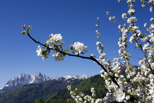 Österreich, Tirol, Apfelblüte im Frühling - GWF00973